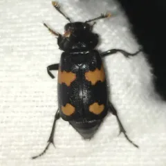 Roundneck Sexton Beetle thumbnail 3