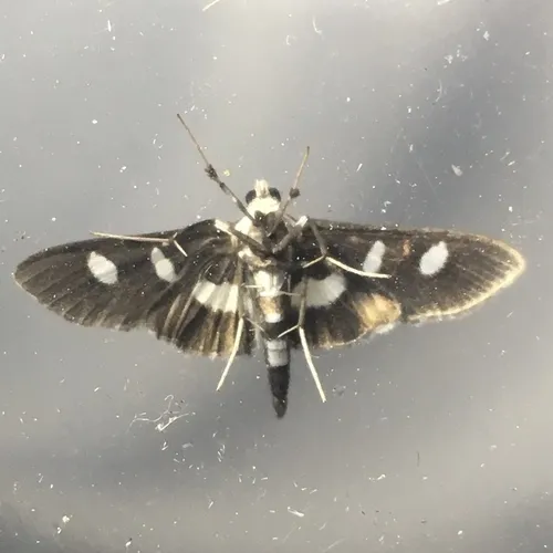 Grape Leafroller Moth