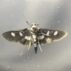 Grape Leafroller Moth thumbnail 1