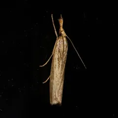 Vagabond Sod Webworm Moth thumbnail 4