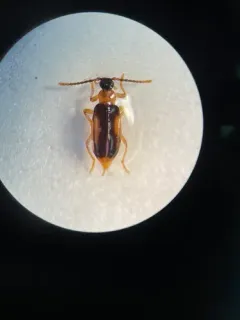 Ischalia costata thumbnail 4