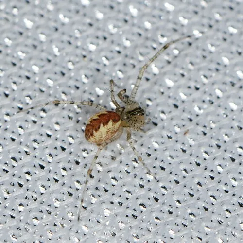 hammock spider