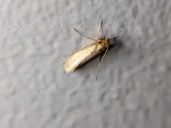 Webbing Clothes Moth thumbnail 3