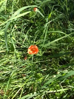 Long-headed poppy thumbnail 1