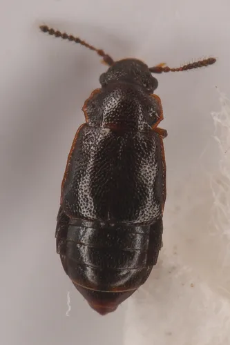 Acruliopsis tumidula
