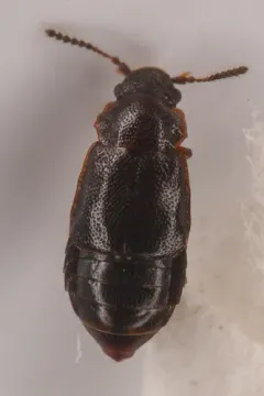 Acruliopsis tumidula thumbnail 1