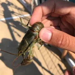 Rusty Crayfish thumbnail 4