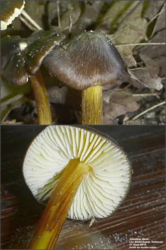 Date Waxcap