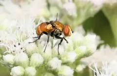Gymnoclytia unicolor thumbnail 3