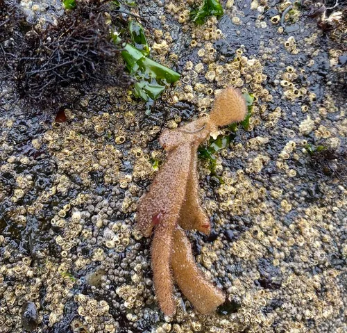 leather bryozoan