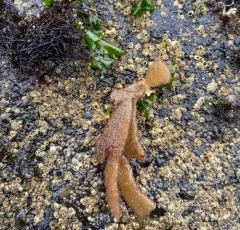 leather bryozoan thumbnail 1