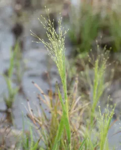Philadelphia panic grass thumbnail 1