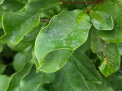 Erysiphe magnifica thumbnail 2