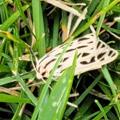 Arge Moth thumbnail 4