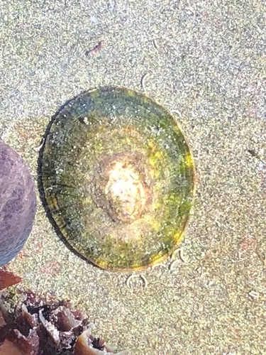 File Limpet