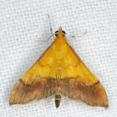 Bicolored Pyrausta Moth thumbnail 2