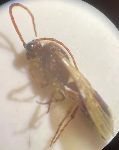 Colocistis crassa