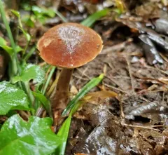 Graceful Bolete thumbnail 3