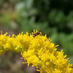 Redbud Seed Weevil thumbnail 2