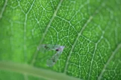 Anotia robertsonii thumbnail 2