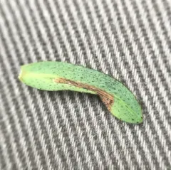 Caloptilia hypericella thumbnail 2