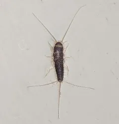 Long-tailed Silverfish thumbnail 4