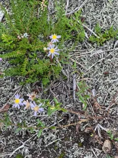 slender aster thumbnail 2