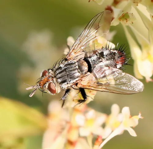 Linnaemya vulpina