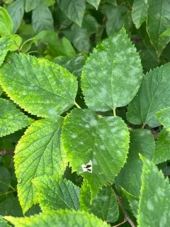 Erysiphe parvula thumbnail 4