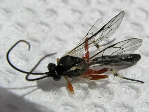 Hyposoter fugitivus