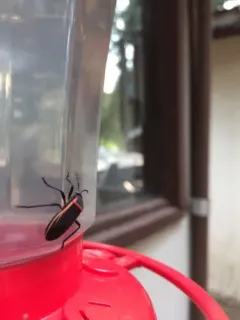 Eastern Bordered Plant Bug thumbnail 4