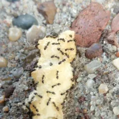Monomorium carbonarium thumbnail 3