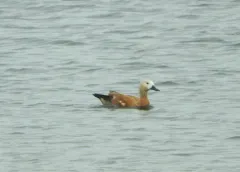 Ruddy Shelduck thumbnail 4