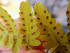 Asian oak fern thumbnail 2