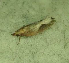 Epinotia septemberana thumbnail 2
