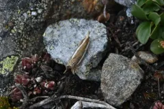 Crambus cockleellus thumbnail 2