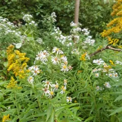 shining aster thumbnail 4