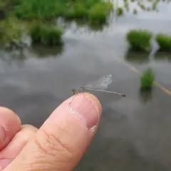 Western Forktail thumbnail 4