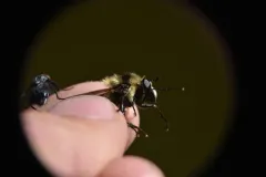 Tricoloured Bumblefly thumbnail 1