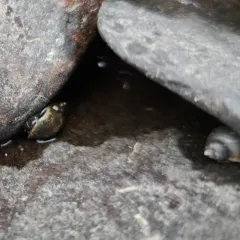 St. Lawrence Pond Snail thumbnail 2