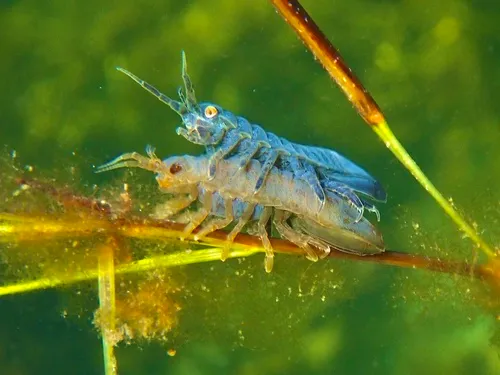 Metallic Isopod