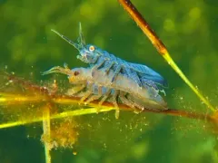 Metallic Isopod thumbnail 1
