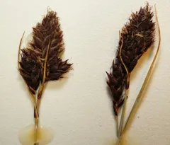 black-and-white sedge thumbnail 3