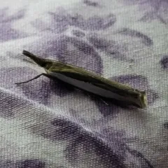 Leach's Grass-veneer thumbnail 2