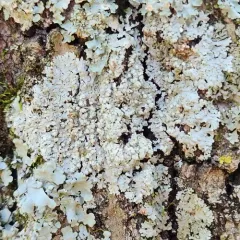American Rosette Lichen thumbnail 3