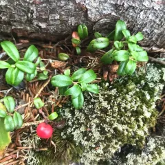 Lingonberry thumbnail 3