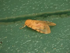 Edwards' Glassy-wing Moth thumbnail 4