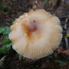Tawny Grisette thumbnail 2
