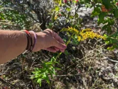 Sweet Goldenrod thumbnail 4