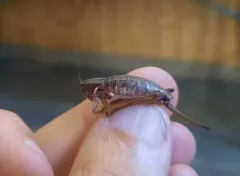 Three-lined Shieldback thumbnail 2